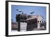 White Storks Nesting on Buildings (Ciconia Ciconia) Spain-null-Framed Photographic Print