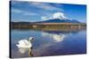 White Swan with Mount Fuji at Yamanaka Lake, Yamanashi, Japan-lkunl-Stretched Canvas