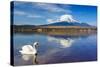 White Swan with Mount Fuji at Yamanaka Lake, Yamanashi, Japan-lkunl-Stretched Canvas