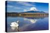 White Swan with Mount Fuji at Yamanaka Lake, Yamanashi, Japan-lkunl-Stretched Canvas