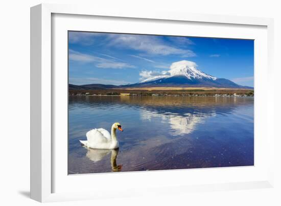 White Swan with Mount Fuji at Yamanaka Lake, Yamanashi, Japan-lkunl-Framed Photographic Print