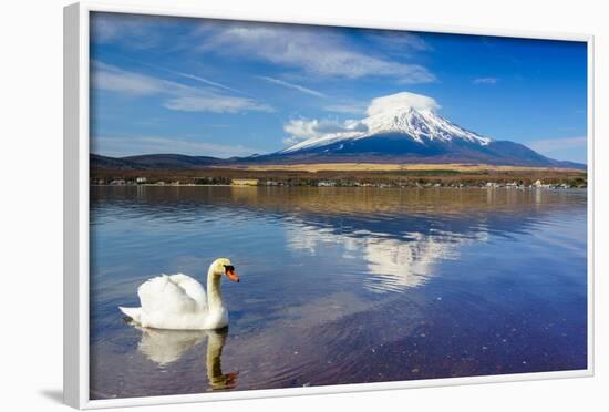 White Swan with Mount Fuji at Yamanaka Lake, Yamanashi, Japan-lkunl-Framed Photographic Print