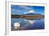 White Swan with Mount Fuji at Yamanaka Lake, Yamanashi, Japan-lkunl-Framed Photographic Print