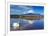 White Swan with Mount Fuji at Yamanaka Lake, Yamanashi, Japan-lkunl-Framed Photographic Print