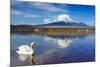 White Swan with Mount Fuji at Yamanaka Lake, Yamanashi, Japan-lkunl-Mounted Photographic Print