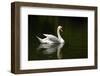 White Swan-hshii-Framed Photographic Print