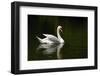 White Swan-hshii-Framed Photographic Print