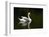 White Swan-hshii-Framed Photographic Print