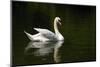 White Swan-hshii-Mounted Photographic Print