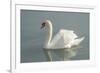 White swan-Jim Engelbrecht-Framed Photographic Print