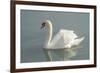 White swan-Jim Engelbrecht-Framed Photographic Print