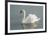 White swan-Jim Engelbrecht-Framed Photographic Print