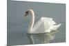 White swan-Jim Engelbrecht-Mounted Photographic Print