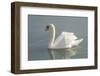 White swan-Jim Engelbrecht-Framed Photographic Print