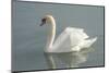 White swan-Jim Engelbrecht-Mounted Photographic Print