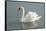White swan-Jim Engelbrecht-Framed Stretched Canvas
