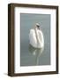 White swan-Jim Engelbrecht-Framed Photographic Print