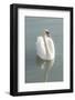 White swan-Jim Engelbrecht-Framed Photographic Print