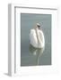 White swan-Jim Engelbrecht-Framed Photographic Print