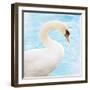 White Swan-Gail Peck-Framed Art Print