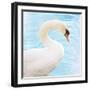 White Swan-Gail Peck-Framed Art Print