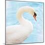 White Swan-Gail Peck-Mounted Art Print