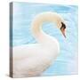 White Swan-Gail Peck-Stretched Canvas