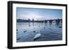 White swans on the Vltava River and the historical Charles Bridge at sunrise, UNESCO World Heritage-Roberto Moiola-Framed Photographic Print