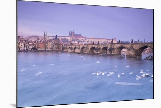 White swans on the Vltava River and the historical Charles Bridge at sunrise, UNESCO World Heritage-Roberto Moiola-Mounted Photographic Print