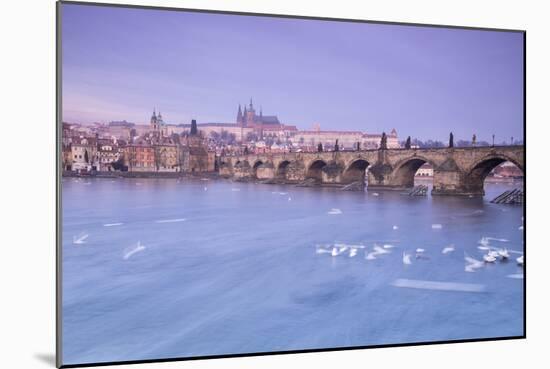 White swans on the Vltava River and the historical Charles Bridge at sunrise, UNESCO World Heritage-Roberto Moiola-Mounted Photographic Print
