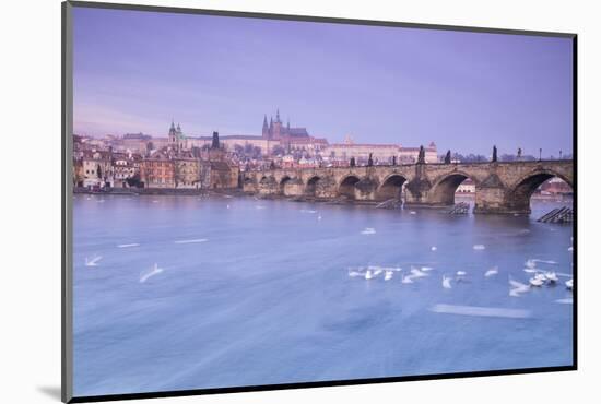 White swans on the Vltava River and the historical Charles Bridge at sunrise, UNESCO World Heritage-Roberto Moiola-Mounted Photographic Print