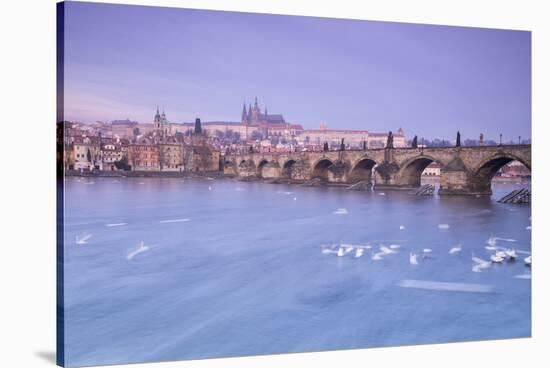 White swans on the Vltava River and the historical Charles Bridge at sunrise, UNESCO World Heritage-Roberto Moiola-Stretched Canvas