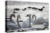 White Swans-Sagitov Aleksey-Stretched Canvas