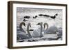 White Swans-Sagitov Aleksey-Framed Photographic Print