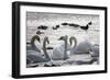 White Swans-Sagitov Aleksey-Framed Photographic Print