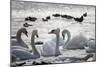 White Swans-Sagitov Aleksey-Mounted Photographic Print