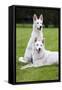 White Swiss Shepherd Dog Pair-null-Framed Stretched Canvas