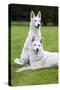 White Swiss Shepherd Dog Pair-null-Stretched Canvas