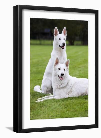 White Swiss Shepherd Dog Pair-null-Framed Photographic Print