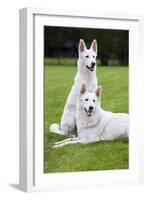 White Swiss Shepherd Dog Pair-null-Framed Photographic Print
