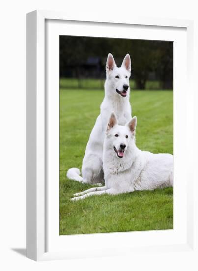 White Swiss Shepherd Dog Pair-null-Framed Photographic Print