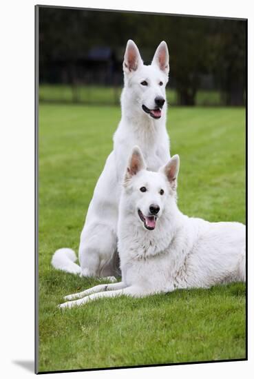 White Swiss Shepherd Dog Pair-null-Mounted Photographic Print