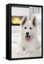 White Swiss Shepherd Dog-null-Framed Stretched Canvas