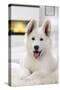 White Swiss Shepherd Dog-null-Stretched Canvas