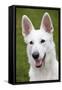 White Swiss Shepherd Dog-null-Framed Stretched Canvas