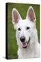White Swiss Shepherd Dog-null-Stretched Canvas