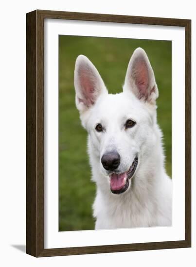 White Swiss Shepherd Dog-null-Framed Photographic Print