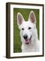White Swiss Shepherd Dog-null-Framed Photographic Print