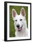 White Swiss Shepherd Dog-null-Framed Photographic Print