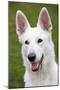 White Swiss Shepherd Dog-null-Mounted Photographic Print